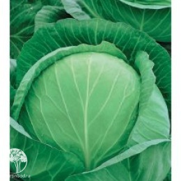 Капуста белокоч. Колобок(для хранения)