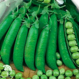 Горох Воронежский зеленый 