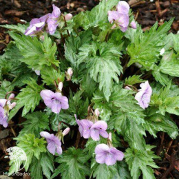 Фиалка Сильвер Самурай