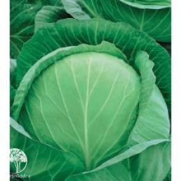 Капуста белокоч. Колобок(для хранения)