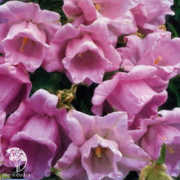 Колокольчик Чашка с блюдцем розовый