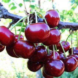 Вишня гибрид Молодёжная + Метеор+ Тургеневка