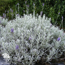 Лаванда узколистная Сильвер Мист