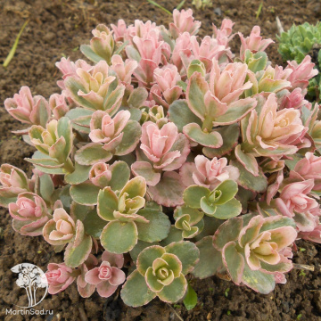 Фото Седум Очиток Пинки