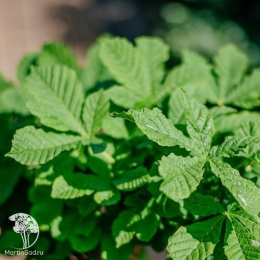  Каштан конский обыкновенный Мунстроза