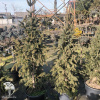 Ель обыкновенная Купрессина фото 3 