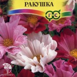Космея Морская ракушка