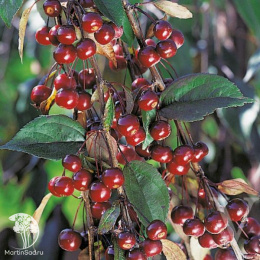 Яблоня Роял Бьюти на штамбе