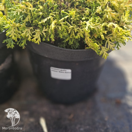 Кипарисовик туполистный Нана Аурея