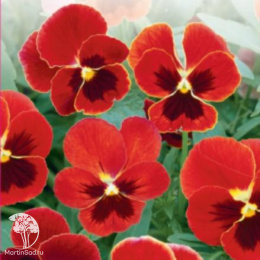 Фиалка Шарман (вид: рогатая, рубиново-красная) Евро