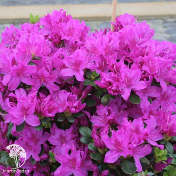 Фото Азалия японская Леди Дарк