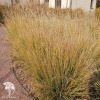 Sesleria autumnalis alba Сеслерия осенняя белая фото 1 