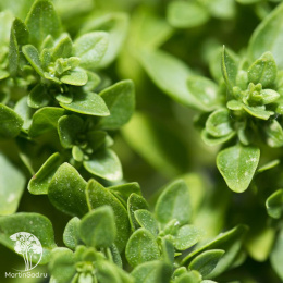 Майоран садовый Букет невесты ---   Целебный чай