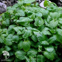 Мелисса Мандариновый аромат