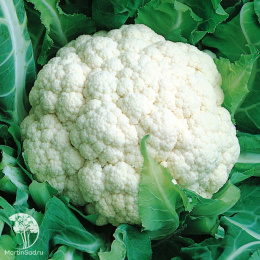 Капуста брокколи Мачо +цвет. Сахарная глазурь серия Дуэт