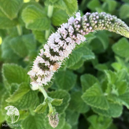 Мята яблочная