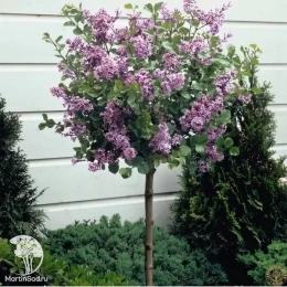 Сирень обыкновенная Виктор Лемуан на штамбе