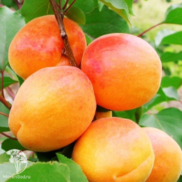 Абрикос обыкновенный Алёша + Ульянихинский