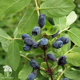 Жимолость камчатская Карина