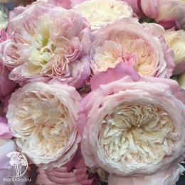 Роза английская Констанция