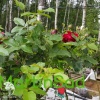 Роза чайно-гибридная Букет Королевы на штамбе фото 1 