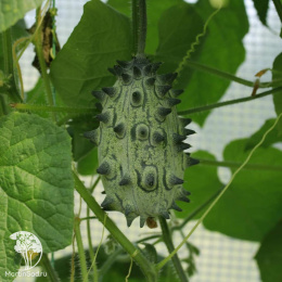 Кивано Дикобраз