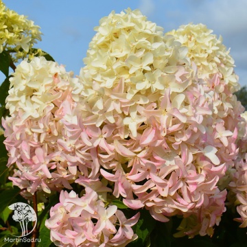 Фото Гортензия метельчатая Скайфолл