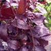 Бук лесной Пурпуреа фото 1 