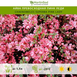 Айва превосходная Пинк Леди