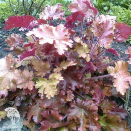 Сверхвыгодный микс! Гейхера Обсидиан + Гейхера Каппучино + Гейхера Нокаут