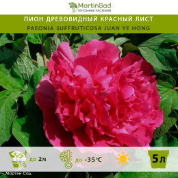 Пион древовидный Красный лист