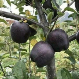 Яблоня Чёрный Бриллиант