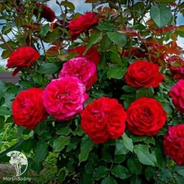 Роза флорибунда Мона Лиза