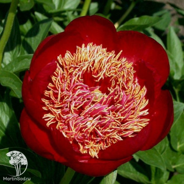 Фото Пион молочноцветковый Уолтер Мейнс