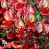 Ракитник ранний Бурквуди фото 2 