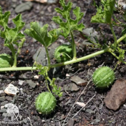 Кивано Дикобраз