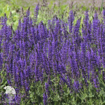Фото Шалфей дубравный Майнахт