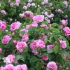 Роза Английская Гертруда Джекилл фото 4 