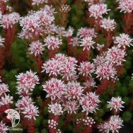 Седум (Очиток) лидийский