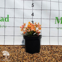 Левизия котиледон Элис