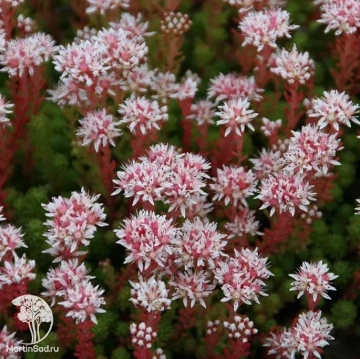 Фото Седум (Очиток) лидийский