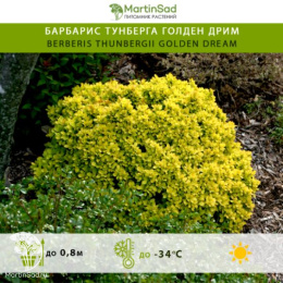 Барбарис тунберга Голден Дрим