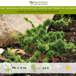 Лиственница европейская Крейчи Мутейшн на штамбе