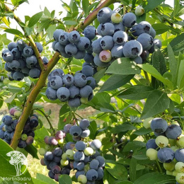 Голубика высокорослая Ханнас Чойс