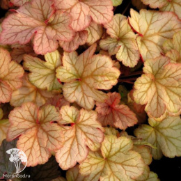 Гейхера Пино Грис