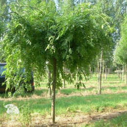 Ясень обыкновенный Аурея Пендула на штамбе