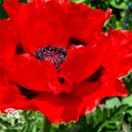 Мак восточный Кинг Конг