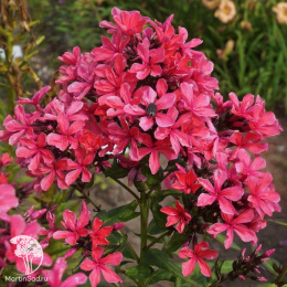 Флокс метельчатый Клеопатра