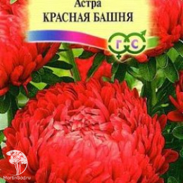 Астра Красная башня, однолетняя (пионовидная)