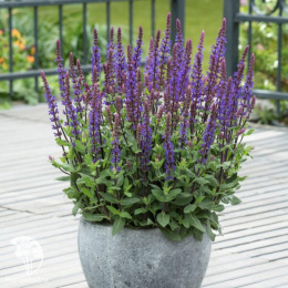 Шалфей дубравный Карадонна Компакт